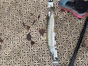Northern Pike