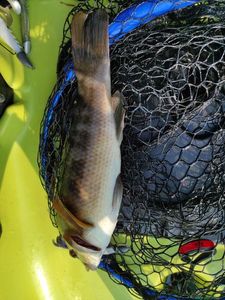 Ballan Wrasse