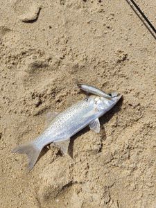 Spotted Seabass