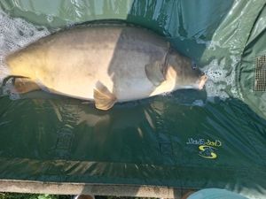 Mirror Carp