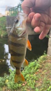 European Perch