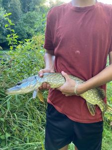 Northern Pike