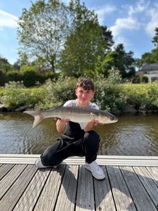 Thicklip Grey Mullet