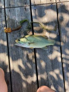 Largemouth Bass