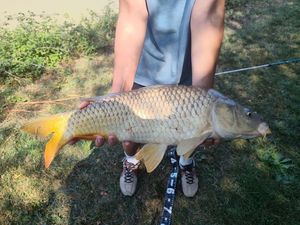 Common Carp