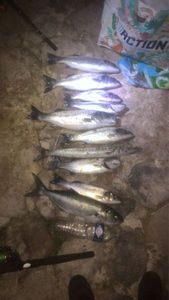 European Bass (Seabass)