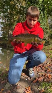 Common Carp