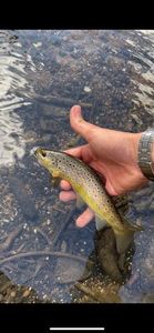 Brown Trout