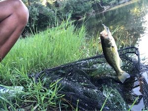 Largemouth Bass