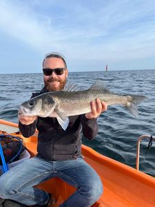 European Bass (Seabass)