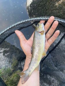 Brown Trout