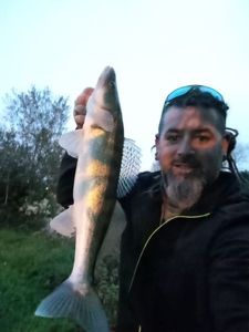 Zander