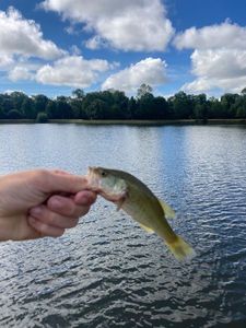 Largemouth Bass