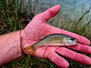 Largemouth Bass