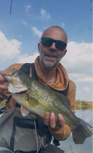 Largemouth Bass