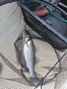 European Bass (Seabass)