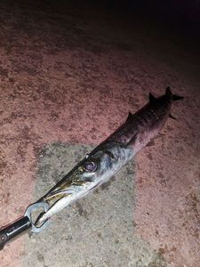 Great Barracuda