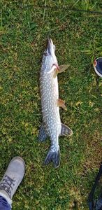 Northern Pike