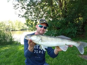Zander