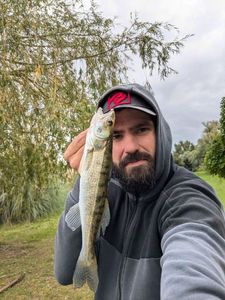 Zander
