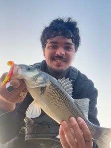 European Bass (Seabass)