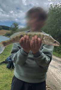 Zander