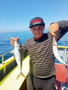 Cape Horse Mackerel