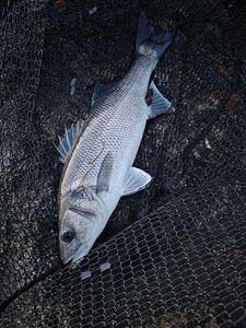 European Bass (Seabass)