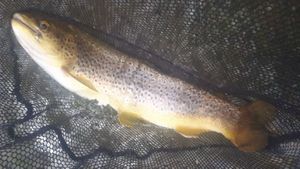 Brown Trout