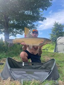 Grass Carp