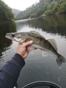 Zander