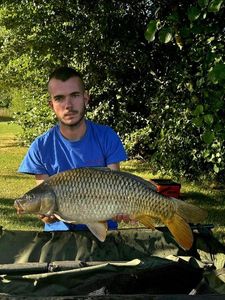 Common Carp