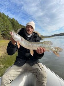 Northern Pike