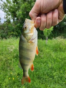 European Perch
