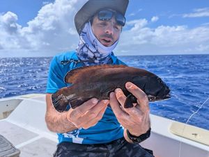 Peacock Grouper