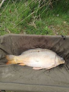 Mirror Carp