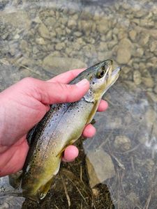 Brown Trout