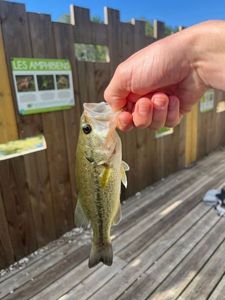 Largemouth Bass