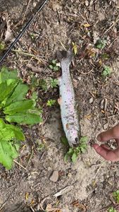 Rainbow Trout