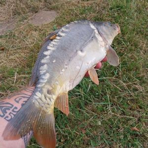 Mirror Carp
