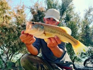 Largemouth Bass