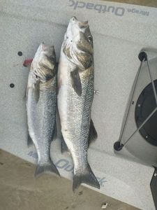 European Bass (Seabass)