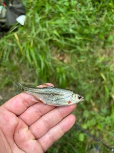 Roach