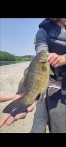 Smallmouth Bass