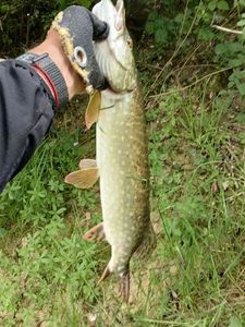 Northern Pike