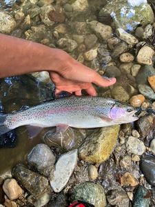 Rainbow Trout
