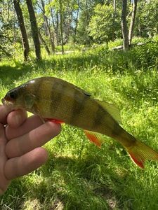 European Perch