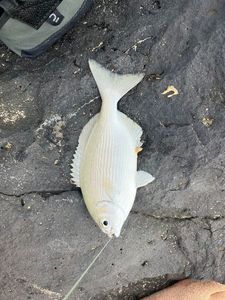 Black Seabream