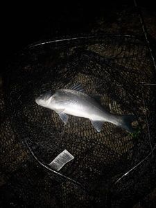 European Bass (Seabass)