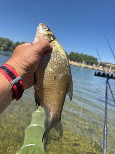 Common Bream